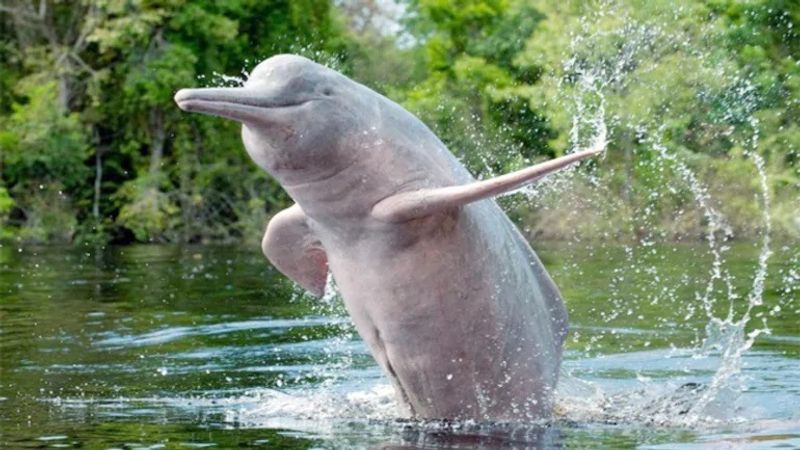 Indias Gangetic Dolphin Count Rises To 41 dpl