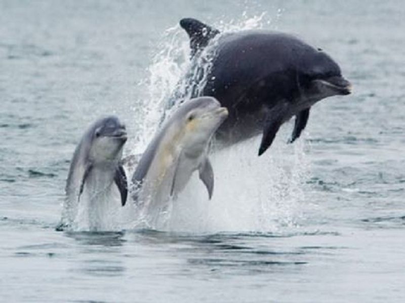 Indias Gangetic Dolphin Count Rises To 41 dpl