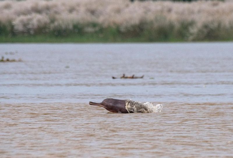 Indias Gangetic Dolphin Count Rises To 41 dpl