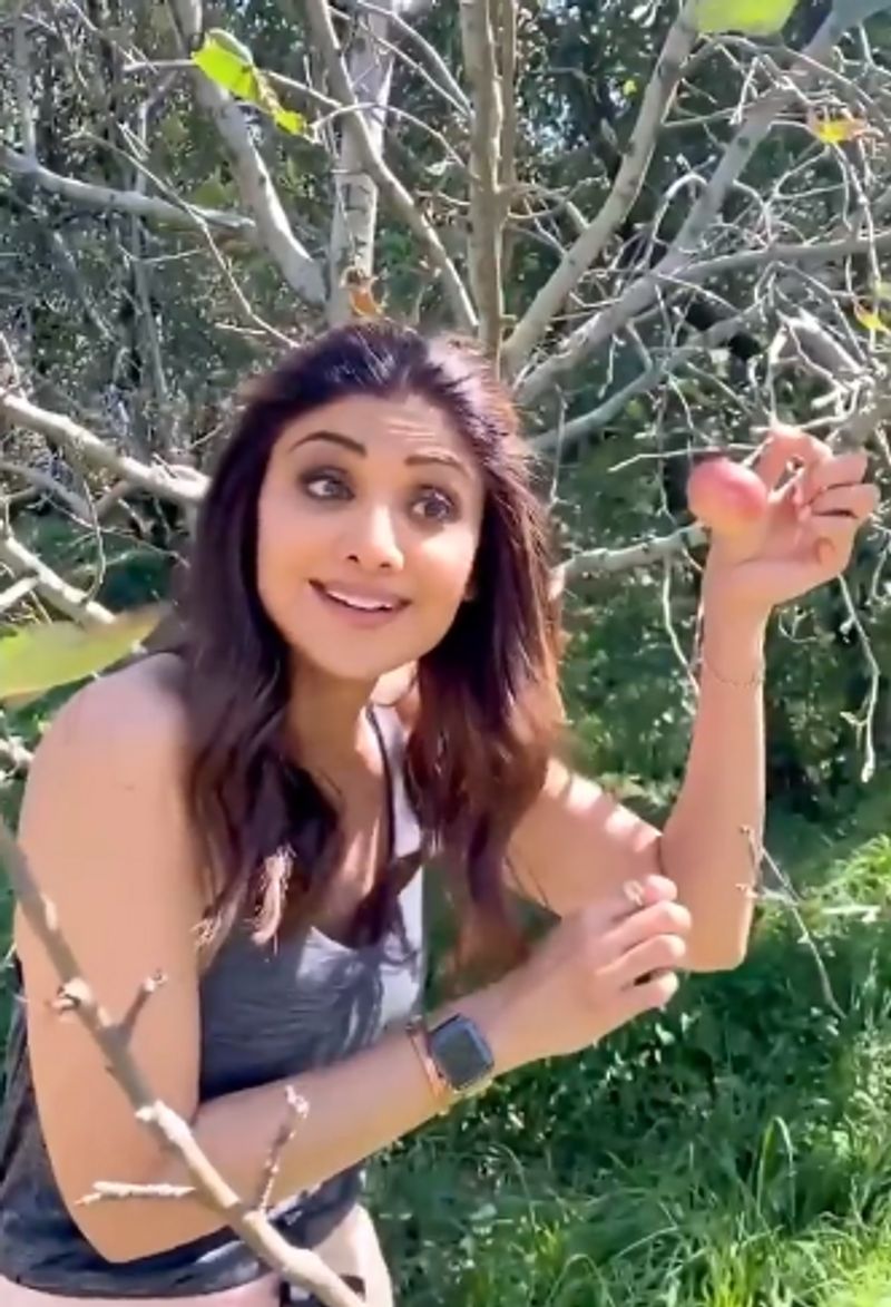 Shilpa Shetty Picks Fresh Apples In Manali And They Look Seriously Tempting dpl