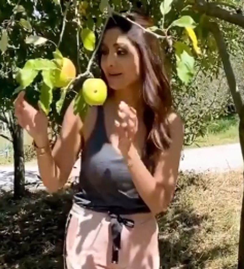 Shilpa Shetty Picks Fresh Apples In Manali And They Look Seriously Tempting dpl