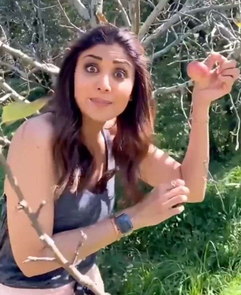 Shilpa Shetty Picks Fresh Apples In Manali And They Look Seriously Tempting dpl