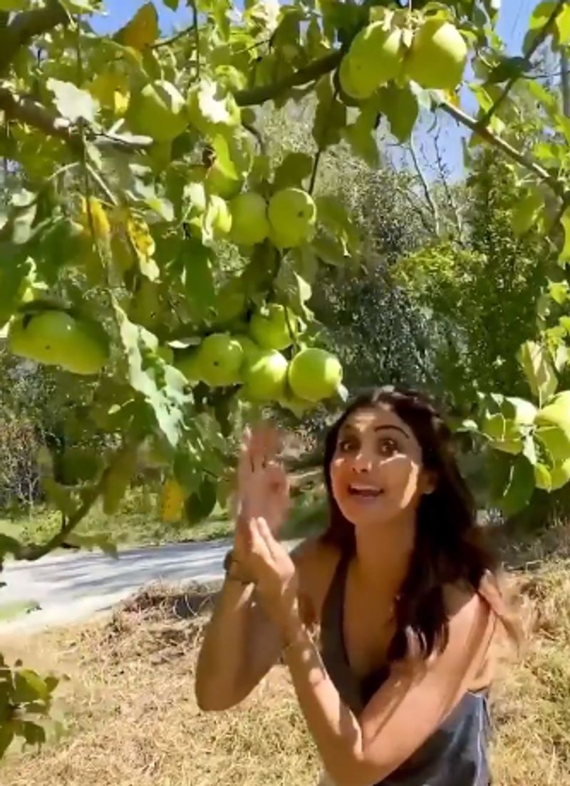 Shilpa Shetty Picks Fresh Apples In Manali And They Look Seriously Tempting dpl