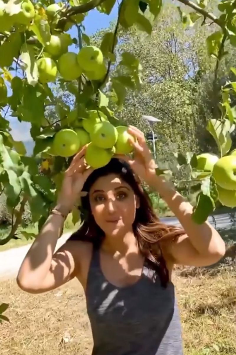 Shilpa Shetty Picks Fresh Apples In Manali And They Look Seriously Tempting dpl