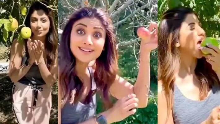 Shilpa Shetty plucking apples in viral video Shilpa Shetty plucking apples in viral video