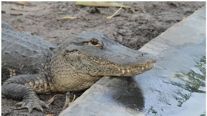 brave cat stared down an alligator that climbed up and banged front door in florida brave cat stared down an alligator that climbed up and banged front door in florida