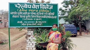 Welcome to Aloe Vera village, where medicinal plants are grown, giving farmers rich profits