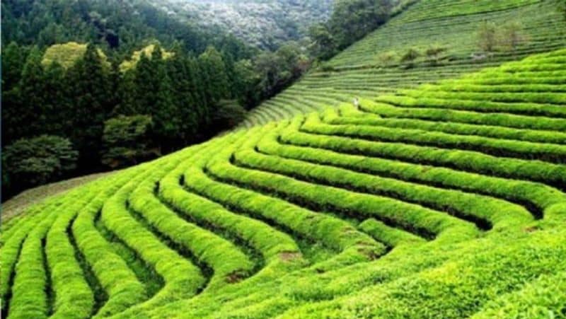 यहां हर साल मैराथन का आयोजन भी होता है। लेकिन इस बार कोरोना के चलते ये नहीं हो पाया। बता दें कि 80 हजार एकड़ में फैले इसके इलाके में सीढ़ीदार खेत भी हैं, जिन पर आलू और मक्के की खेती होती है। 