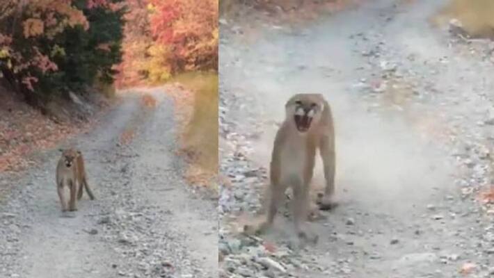 Mountain lion chases man after he stumbles on it during hike Mountain lion chases man after he stumbles on it during hike