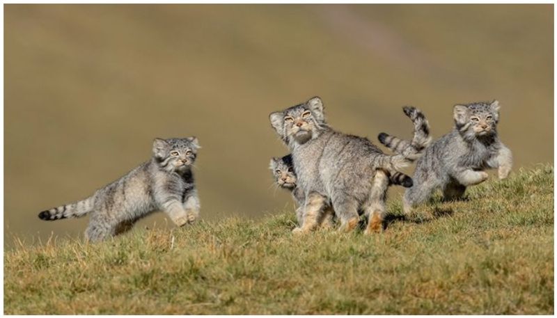 Sergey Gorshkov wins Wildlife Photographer of the Year award