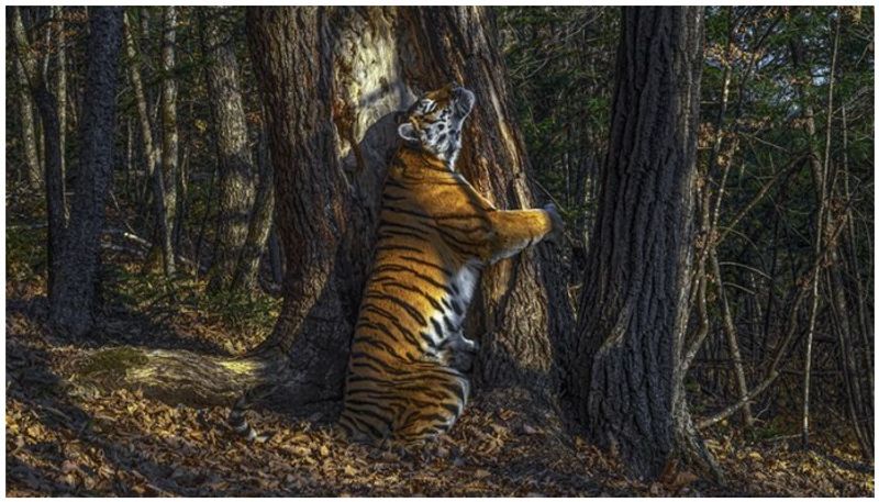 Sergey Gorshkov wins Wildlife Photographer of the Year award
