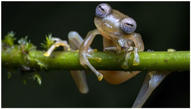 Sergey Gorshkov wins Wildlife Photographer of the Year award