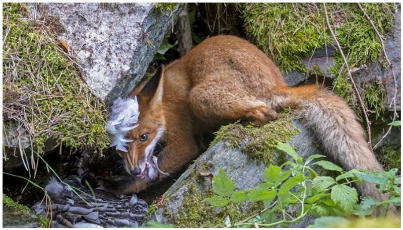 Sergey Gorshkov wins Wildlife Photographer of the Year award