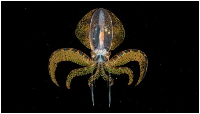 Sergey Gorshkov wins Wildlife Photographer of the Year award
