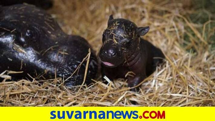 Franklin Park Zoo welcomes pygmy hippopotamus pod Franklin Park Zoo welcomes pygmy hippopotamus pod