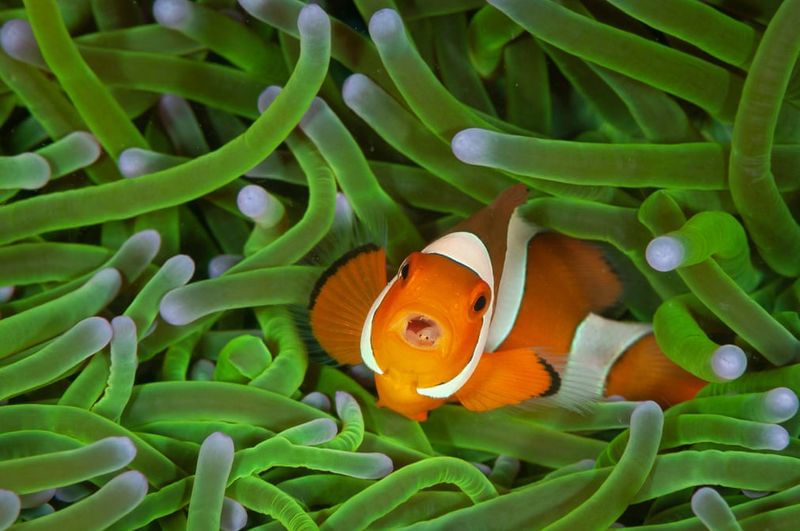 Sergey Gorshkov wins Wildlife Photographer of the Year award