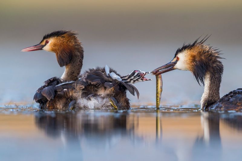 Sergey Gorshkov wins Wildlife Photographer of the Year award