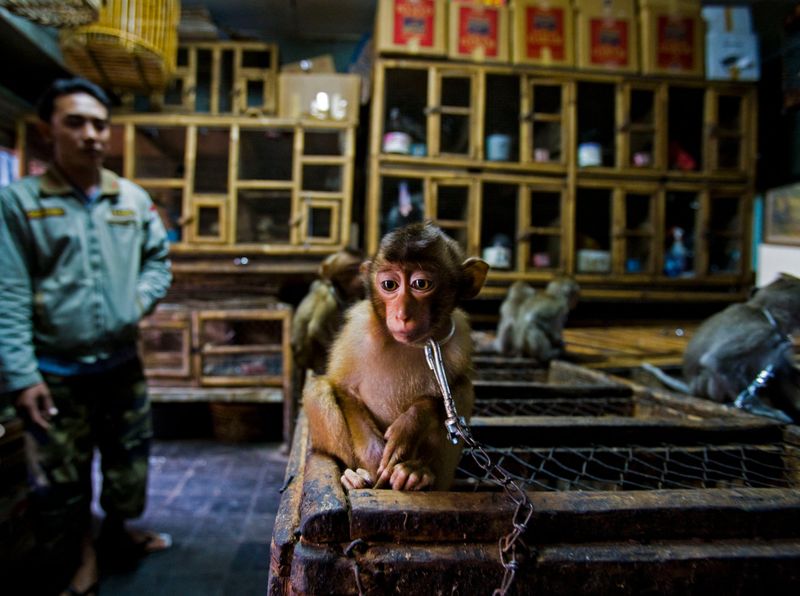 Sergey Gorshkov wins Wildlife Photographer of the Year award