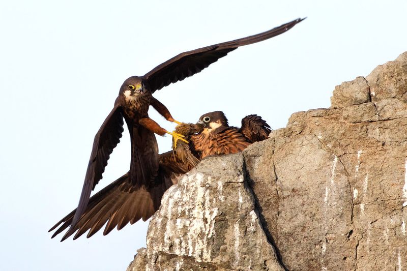 Sergey Gorshkov wins Wildlife Photographer of the Year award