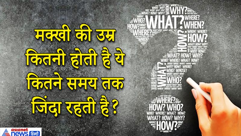 जवाब: मक्खी का जीवन मात्र 15 से 30 दिन का होता है, मक्खियां लगभग 20 दिन में व्यस्क होकर एक बार में 500 तक अंडे देती हैं। 