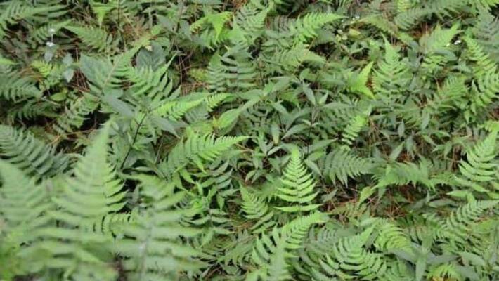 Lady Fern how to grow and care Lady Fern how to grow and care