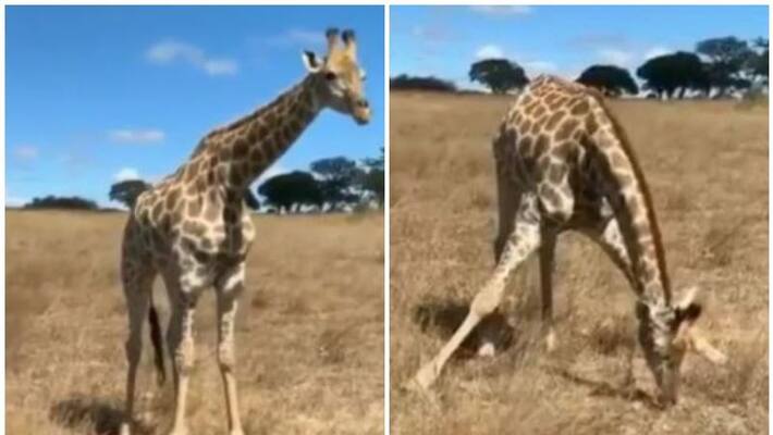 video of a giraffe eating grass has gone viral on the internet video of a giraffe eating grass has gone viral on the internet