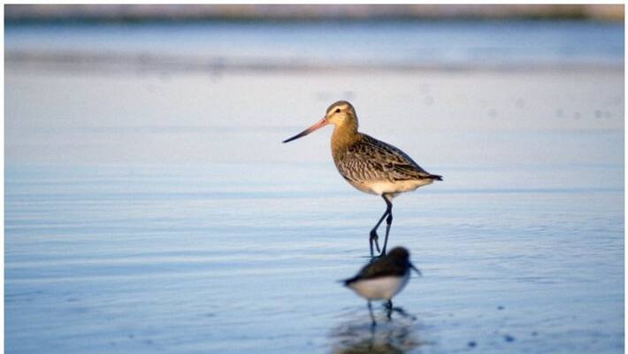 Godwit bird migration covering 12,200 kilomters within 11 days Godwit bird migration covering 12,200 kilomters within 11 days