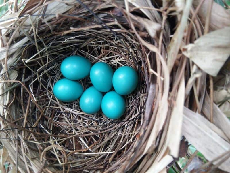 which bird lays blue eggs