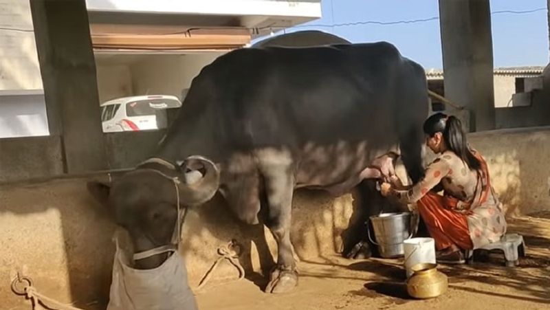 भारती पशुओं को भी संभालती हैं। दूध दुहती हैं और उन्हें चारा-पानी डालती हैं। दम्पती का मानना है कि इससे अच्छी लाइफ और कोई नहीं हो सकती है। आगे पढ़ें इसी किसान दम्पती की कहानी...