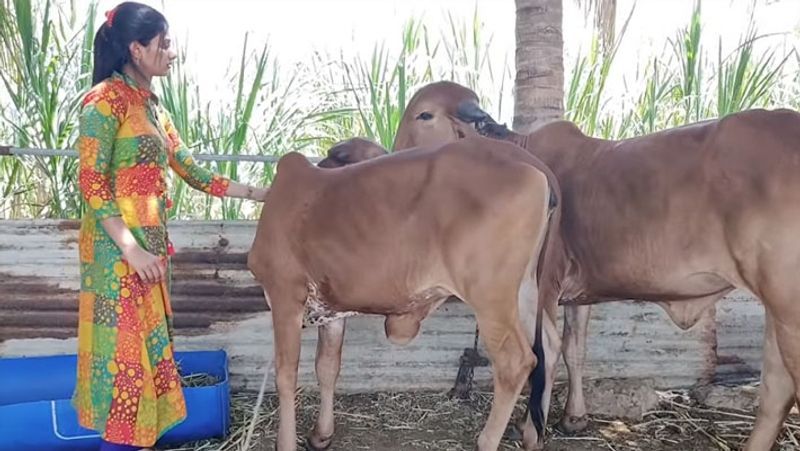 रामदे और भारती ने 2017 में अपना यू-ट्यूब चैनल ‘लाइव विलेज विथ ओम एंड फैमिली’ लांच किया था। दम्पती इसके जरिये गांव की खूबसूरत जीवनशैली और खेती-किसानी-पशुपालन के बारे में बताते हैं। आगे पढ़ें इसी किसान दम्पती की कहानी...