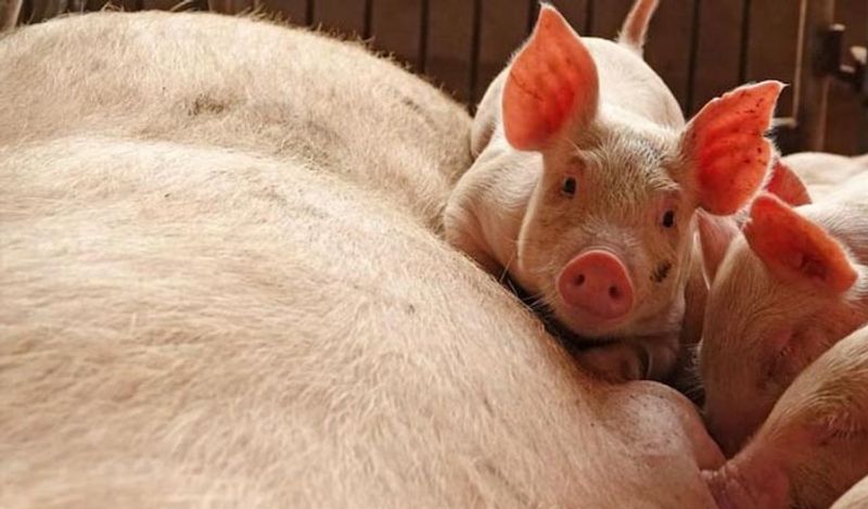 चीन के कई सूअरों में स्वाइन एक्यूट डायरिया सिंड्रोम (Swine acute diarrhoea syndrome) देखने को मिल रहा है। इसे SADS-CoV भी कहा जाता है। ये भी चमगादड़ से ही आया है।

