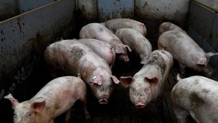 African swine fever pigs mass killing today African swine fever pigs mass killing today