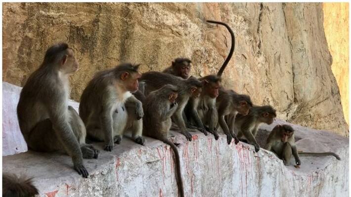 Monkey gangs killing people in cities Monkey gangs killing people in cities