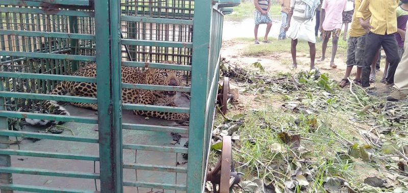 Leopard Trapped on Caze in Gangavati in Koppal District grg