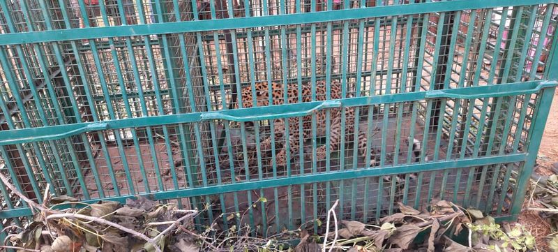 Leopard Trapped on Caze in Gangavati in Koppal District grg