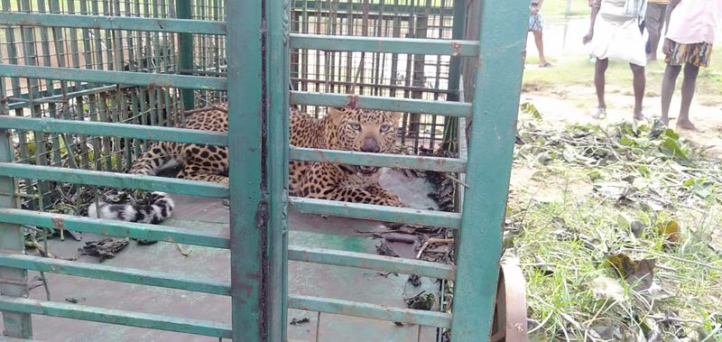Leopard Trapped on Caze in Gangavati in Koppal District grg