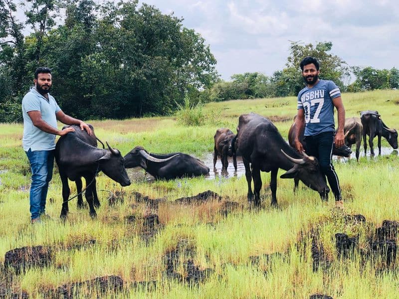 Covid crisis Bus owner najeeb becomes trader of buffalos in Kasargod of Kerala