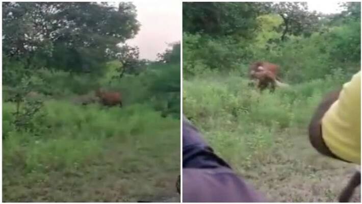 Lion hunts down cow at Gujarat Gir Lion hunts down cow at Gujarat Gir