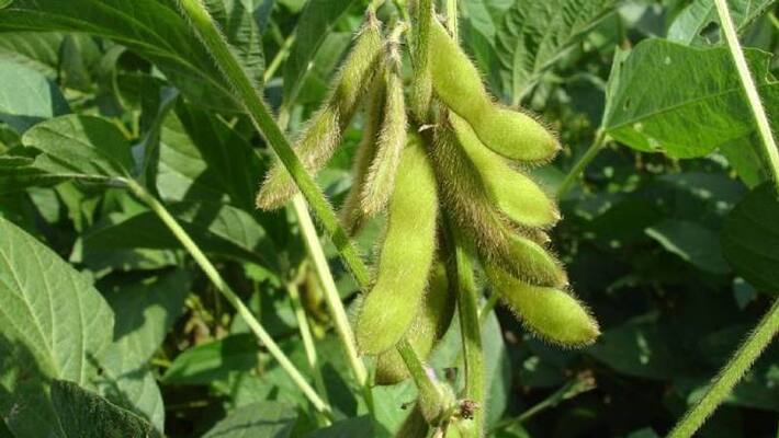 how to grow soybean how to grow soybean