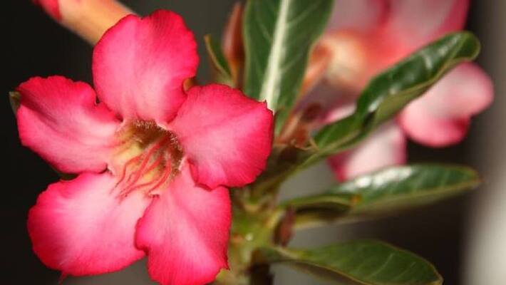 how to grow Adenium how to grow Adenium