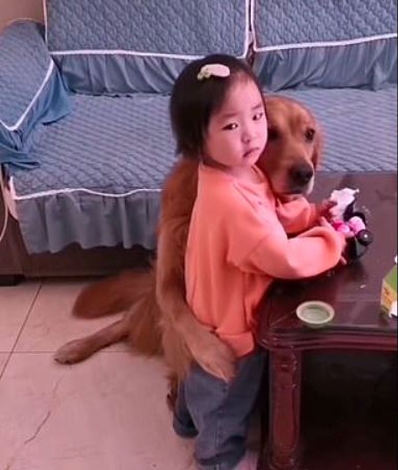 Loyal golden retriever protects crying girl as she is being told off by her mother pod