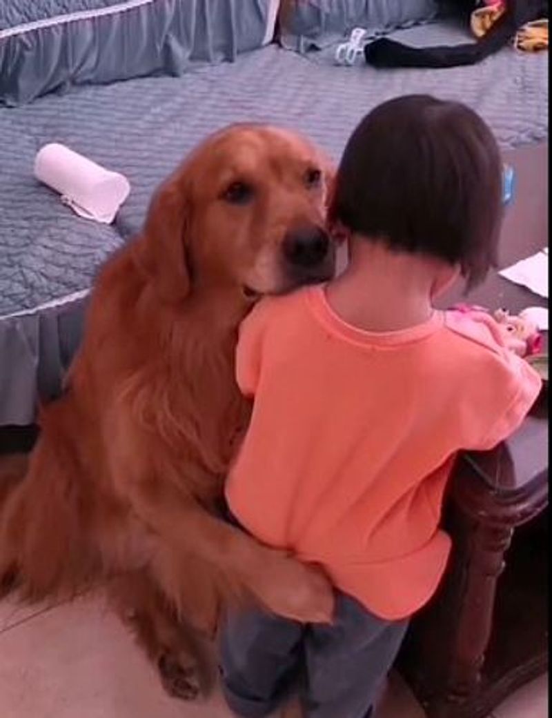 Loyal golden retriever protects crying girl as she is being told off by her mother pod