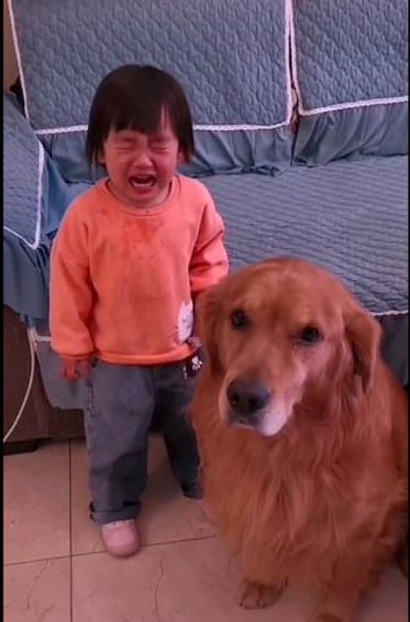 Loyal golden retriever protects crying girl as she is being told off by her mother pod
