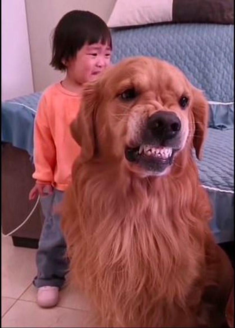 Loyal golden retriever protects crying girl as she is being told off by her mother pod