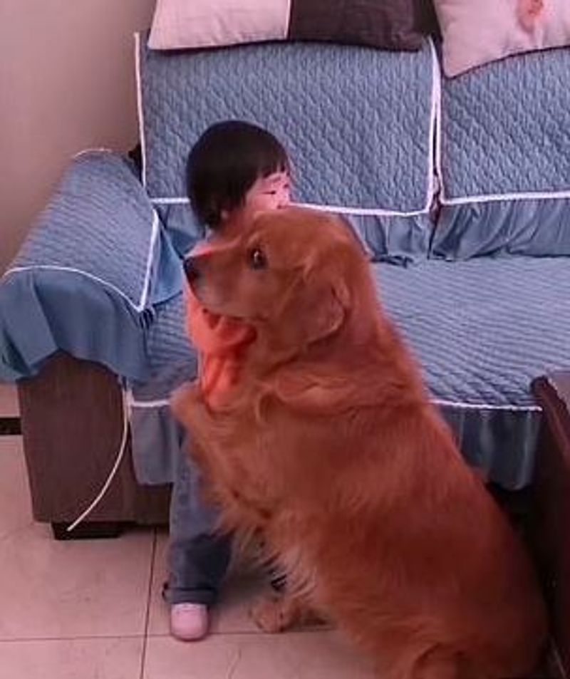 Loyal golden retriever protects crying girl as she is being told off by her mother pod