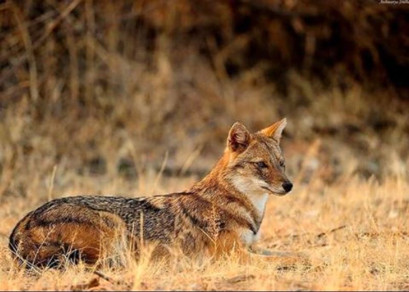 Aishwarya Sridhar first Indian woman to win Wildlife Photographer of the Year award mah