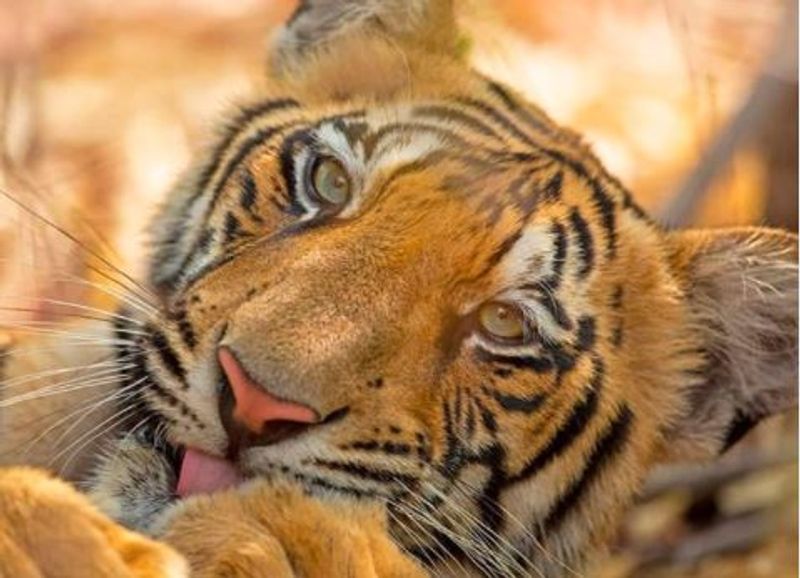 Aishwarya Sridhar first Indian woman to win Wildlife Photographer of the Year award mah