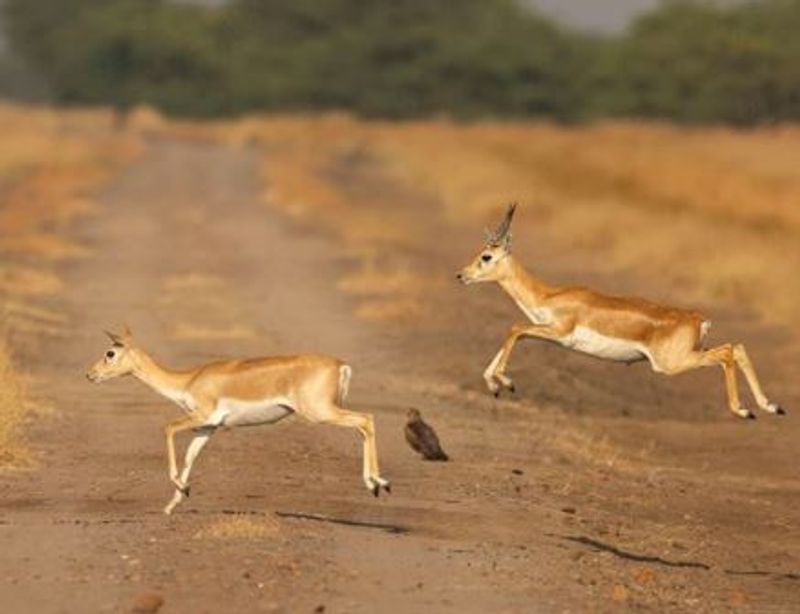 Aishwarya Sridhar first Indian woman to win Wildlife Photographer of the Year award mah