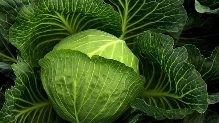 varieties of cabbage varieties of cabbage