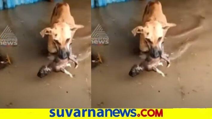 Dog Saves Puppy From Flood water in Vijayapura snr Dog Saves Puppy From Flood water in Vijayapura snr